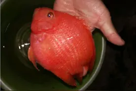 被人厌弃的罗非鱼，为何从灰黑色变成了血红色？图片