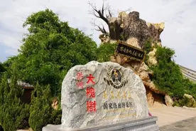 我们的祖先来自哪里？山西洪洞县大槐树812个姓氏的人口大迁徙图片