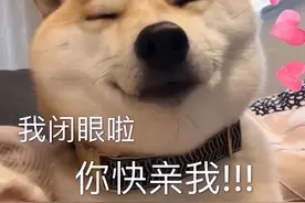 当一只狗，愿意让你碰以下东西，你就是它“最亲”的人图片