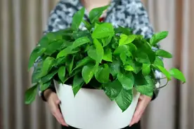 降温了，秋冬绿植养护攻略，你都做对了吗？图片