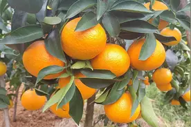 柑橘耙耙柑价格翻了身 ，有内因也有外因图片