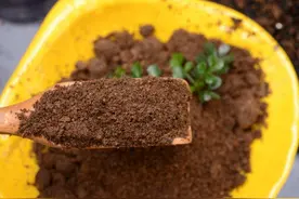 自制有机肥的发酵方法图片