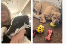 英国又一场疫情蔓延，疑似“犬冠状病毒”，已有数百条狗被感染图片