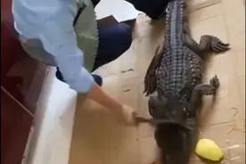 盒马否认售卖活体鳄鱼，走私鳄导致市场良莠不齐图片