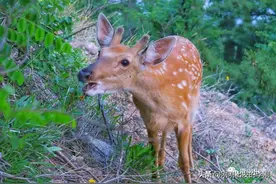 没走过滨海路，等于没来过大连图片