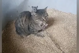 男子安排猫咪进粮仓捉老鼠，隔了会再去看时语塞：太岁头上动土？图片