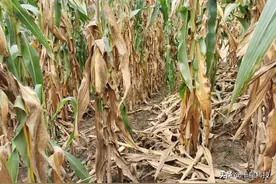 教你一招：让玉米不“黄枯”不“青枯”图片