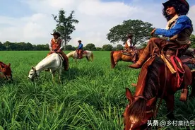 泰国促猜农场：不必去美国就能感受到“西部牛仔”的魅力！图片