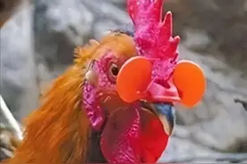 公鸡为何每天准时打鸣？难道它会算时间，2013年专家才破解真相图片