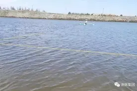 为什么使用净水芽孢反而水色更绿了？图片