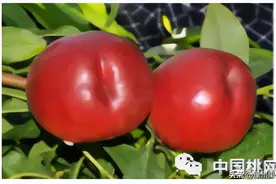 郑州果树研究所桃品合集—油桃图片