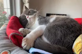 当猫可能吞食了异物该怎么办？图片