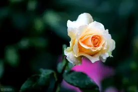 真心爱过的你，永远都在我心里，对你痴念成瘾，为你相思一生图片