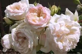 斯蒂芬妮（Stephanie Baronin zu Guttenberg）图片