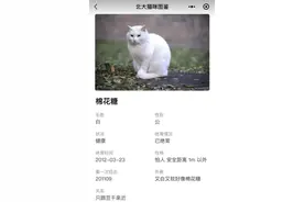 “摸下猫评优没了”，上交大博士逗猫事件惹争议，本校生道出实情图片