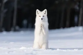 讲个关于“白狐讨封”的故事——你看我，像人？还是像神？图片