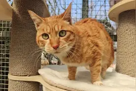 感染两次猫瘟，扛过三次手术的三脚猫宝宝，连医生都叫它猫坚强图片