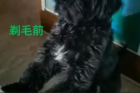 西安市未央区寻找泰迪和雪纳瑞串串犬图片