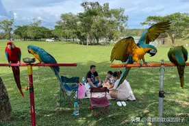 四种金刚鹦鹉介绍，大多数只认识前三种，小丑金刚鹦鹉你认识吗？图片