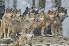 野驼“断腕”|驼王为保族群的幼驼，主动绊倒被狼围的重伤驼图片