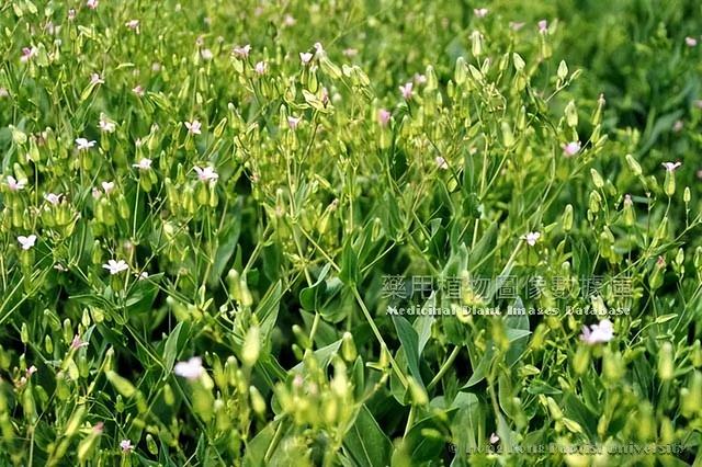 麦田里常见的野草，却是通乳圣药