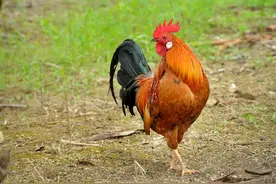 公鸡啄人的真相：公鸡看到的你十分欠啄，人越漂亮越容易中招图片