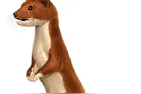 黄皮子讨封记（民间故事）图片