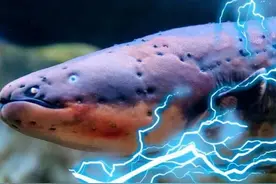 新能源电池突破也许还要靠它，地球上最会用电的动物-电鳗图片