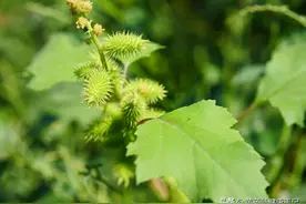 鼻炎、鼻塞、鼻痒？送你四味中药，通鼻窍，止头痛，顺肺气图片