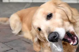 爱犬不中意的几种味道，不让它们嗅到，你记住了吗？图片