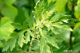 “清明吃一宝，虎年无烦恼”！“1宝”是啥？采摘短，清明正当吃图片