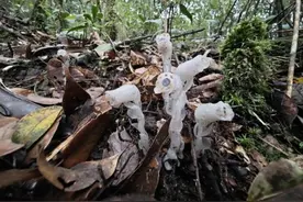 一摸就会花死人亡？柳州惊现神秘“冥界之花”！专家：千万不要摘图片