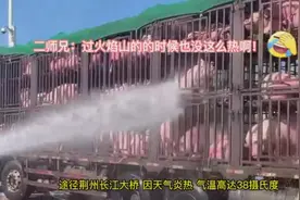 湖北荆州：二师兄“行走”1500公里，热中暑！图片
