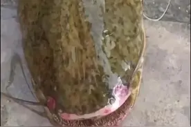 一口吞鸭子！广东村庄鸭子频失踪，祸首是入侵物种，正向长江扩散图片