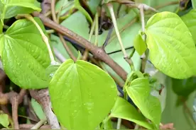 何首乌家族的传奇：藤蔓如何改变了一个人的命运图片