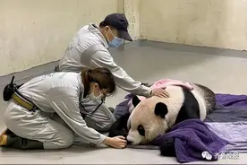 大陆赠台大熊猫“团团”不幸离世！在汶川地震中死里逃生，是很多人的童年回忆图片