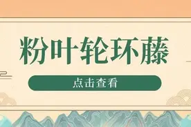 粉叶轮环藤：金锁匙~图片