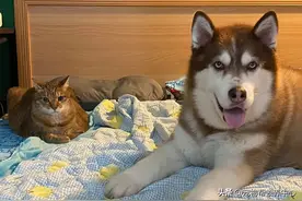 哈士奇喜欢兜风却总上错车，主人尴尬：上错了！你在那边干嘛？图片