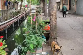 南泉老街——无锡太湖半岛岸边老街长啥样?图片