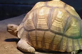 每日笑话乌龟开西瓜图片