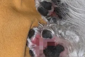 狗狗烂脚丫子👉脚趾红肿流脓，一直抓痒图片