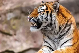 上下五千年（壬寅）虎年大纪事 （原创）图片