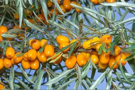 水果维生素c十大排行图片