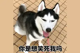 “无攻击性”的6种狗，脾气好不咬人，城市也能养图片