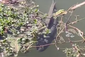 像蟒蛇？男子发现水下黑影，尝试多次后钓起罕见大黑鱼图片