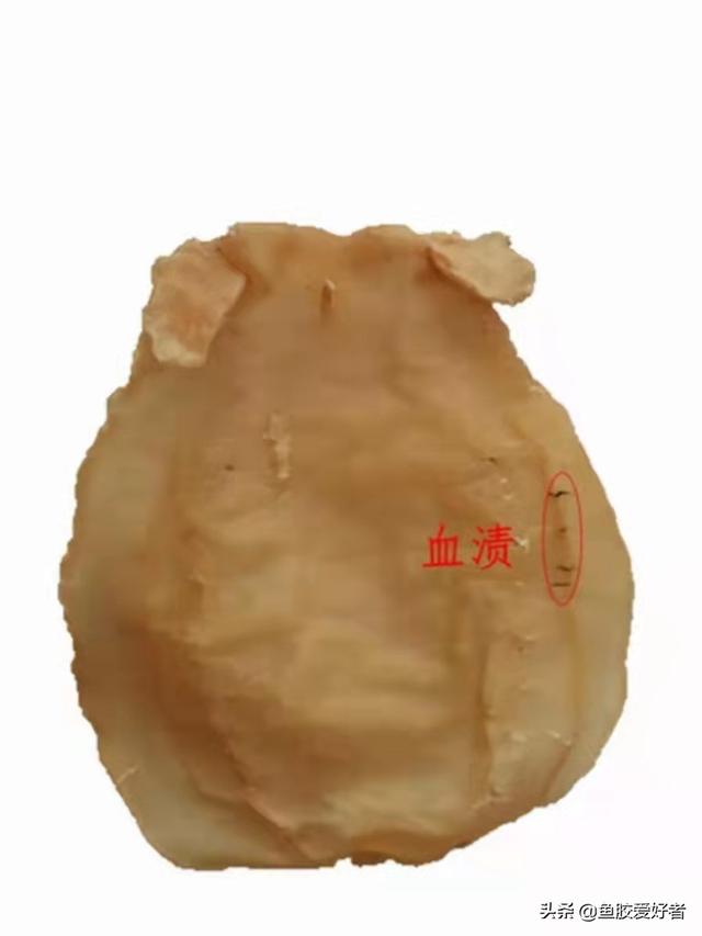 鱼胶里面的血需要去掉吗 2026年鱼胶里面的血需要去掉吗视频