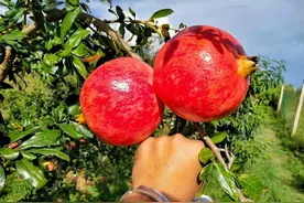 突尼斯软籽石榴种植技巧，学会了想种不好都难，一起来看看图片