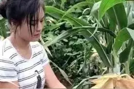 故事：那年玉米地邂逅30岁的女人，我与她的一段情缘图片