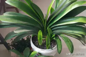 5月如何给君子兰换盆？掌握这几个要点，安全度夏出状态图片