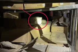 高“萌”预警｜狐狸“进城”躲仓库，想干啥？图片